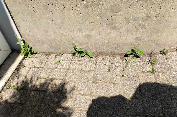 AGOshop - Unkrautfuchs in der Anwendung Bild 6