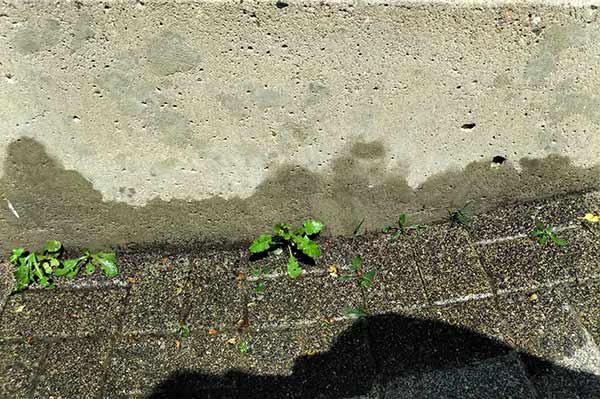 AGOshop - Unkrautfuchs in der Anwendung Bild 8