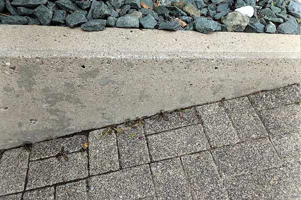 AGOshop - Unkrautfuchs in der Anwendung Bild 9